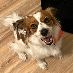 Meet your Posher, Rachel